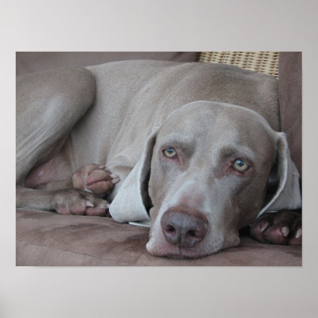 weimaraner chien belle affiche photo (Devant)