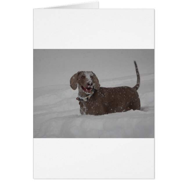 Weimaraner dans la neige profonde (Devant)
