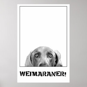Weimaraner Dans Une Boîte Poster