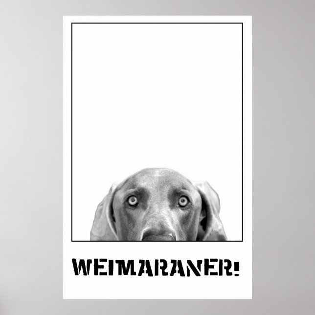 Weimaraner Dans Une Boîte Poster (Devant)