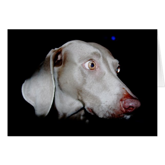 Weimaraner - Der graue Geist (Vorderseite (Horizontal))