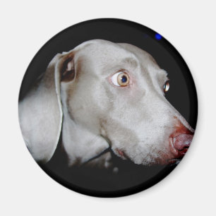 Weimaraner - der graue Geist Magnet