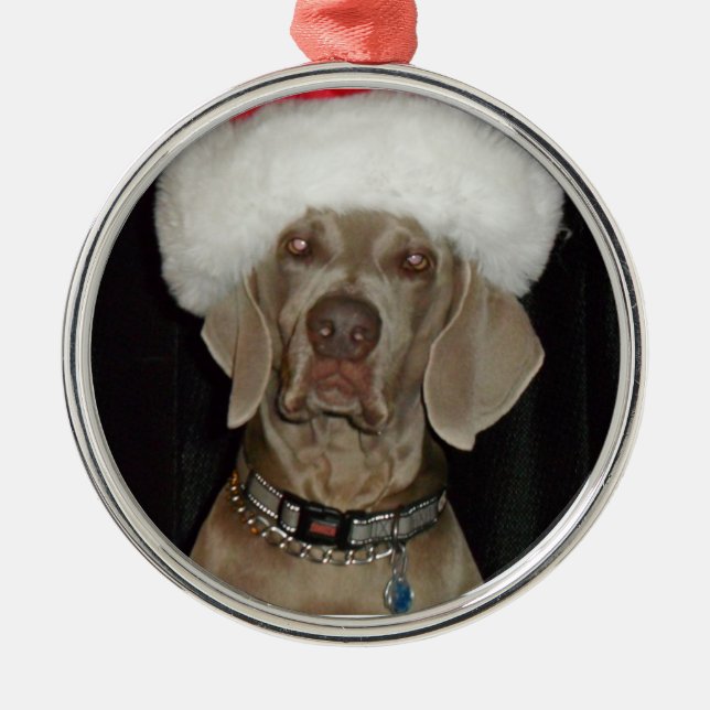 Weimaraner Feiertags-Helfer Silbernes Ornament (Vorne)