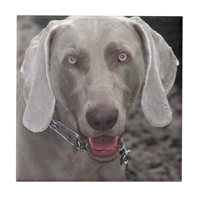 Weimaraner Fliese (Vorderseite)