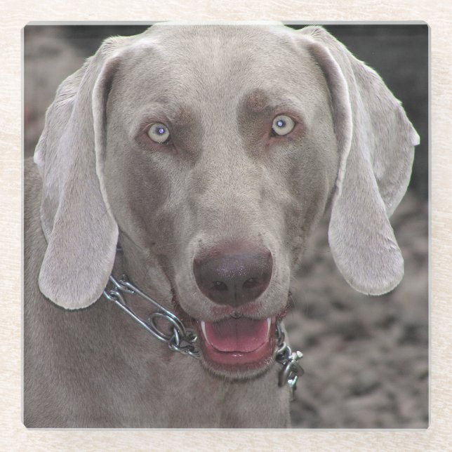 Weimaraner Glasuntersetzer (Vorderseite)
