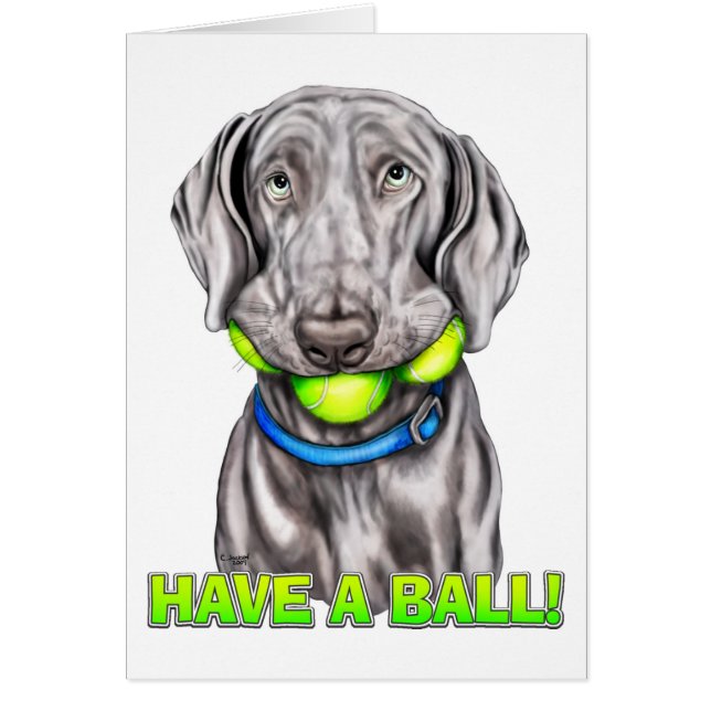Weimaraner haben einen Ball (Vorne)