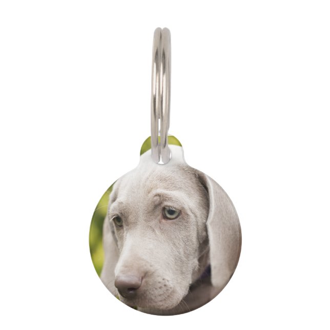 Weimaraner Haustiermarke (Vorderseite)
