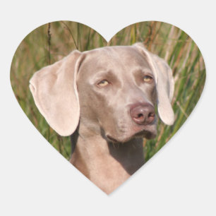 weimaraner Herz-Aufkleber