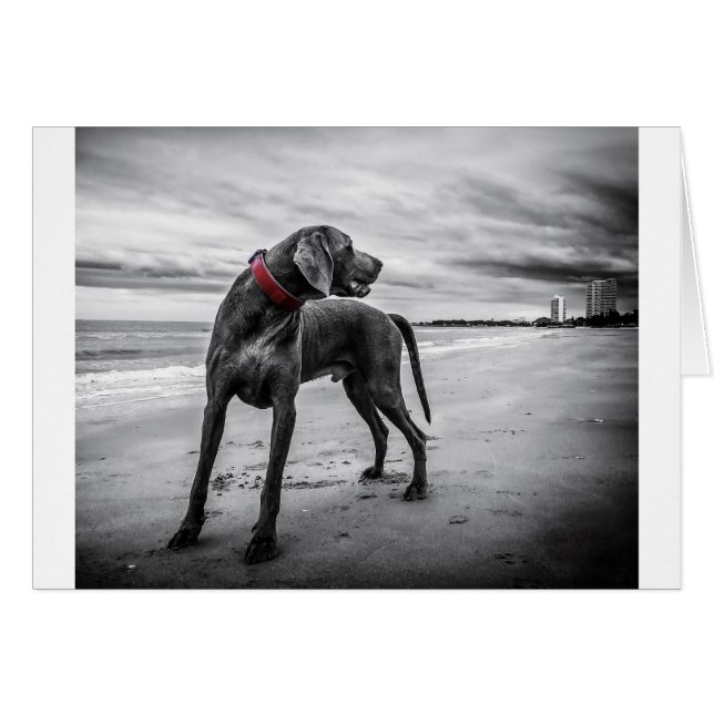 Weimaraner Hund (Vorderseite (Horizontal))