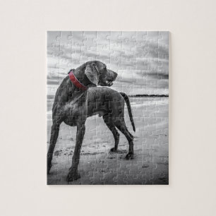Weimaraner Hund