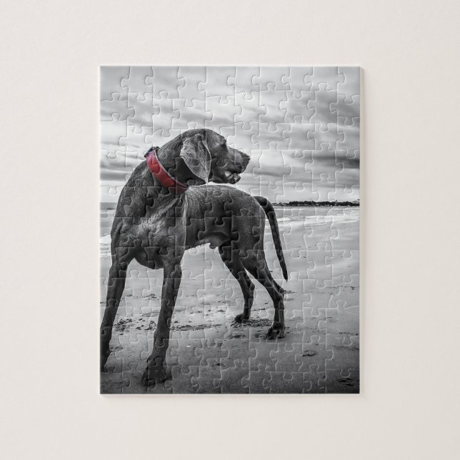 Weimaraner Hund (Vertikal)