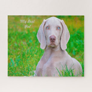 Weimaraner Hund Jigsaws.