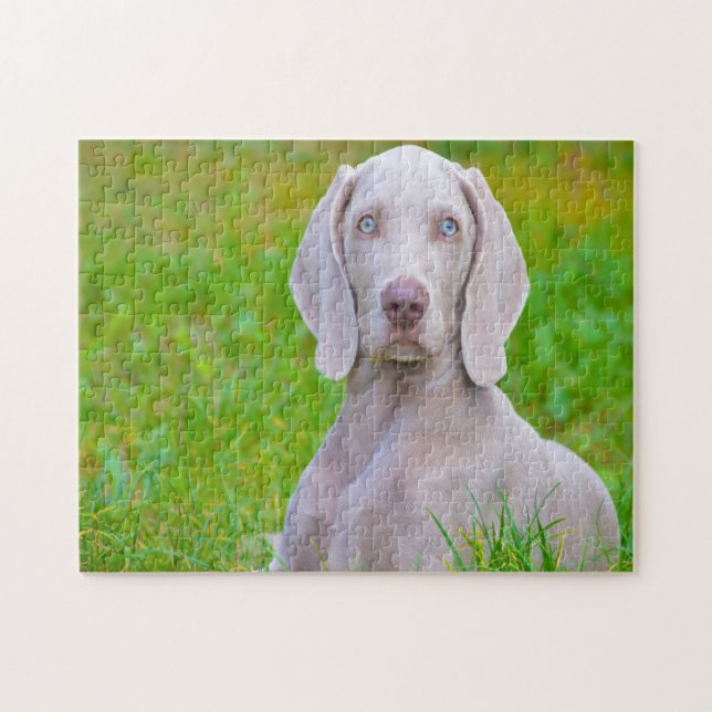 Weimaraner Hund Jigsaws. (Horizontal)