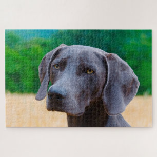 Weimaraner Hund Jigsaws.