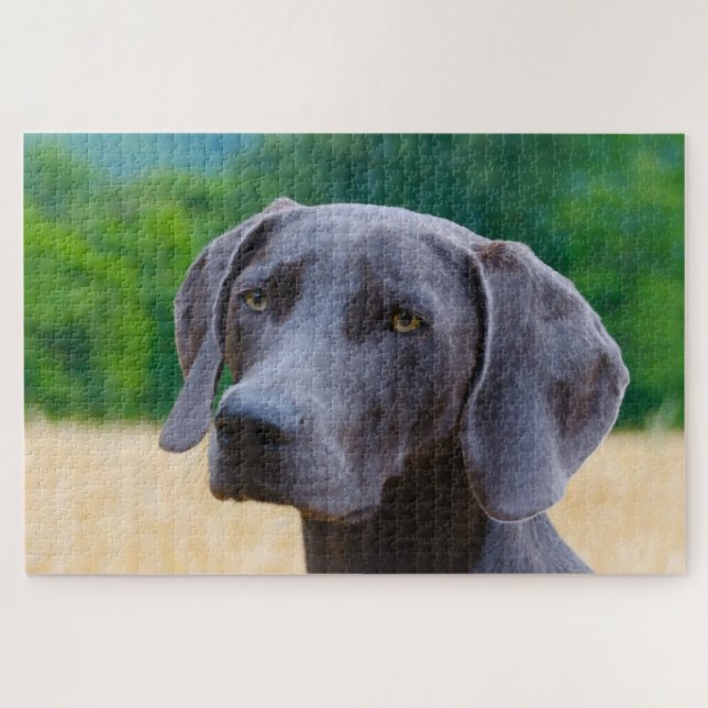 Weimaraner Hund Jigsaws. (Horizontal)