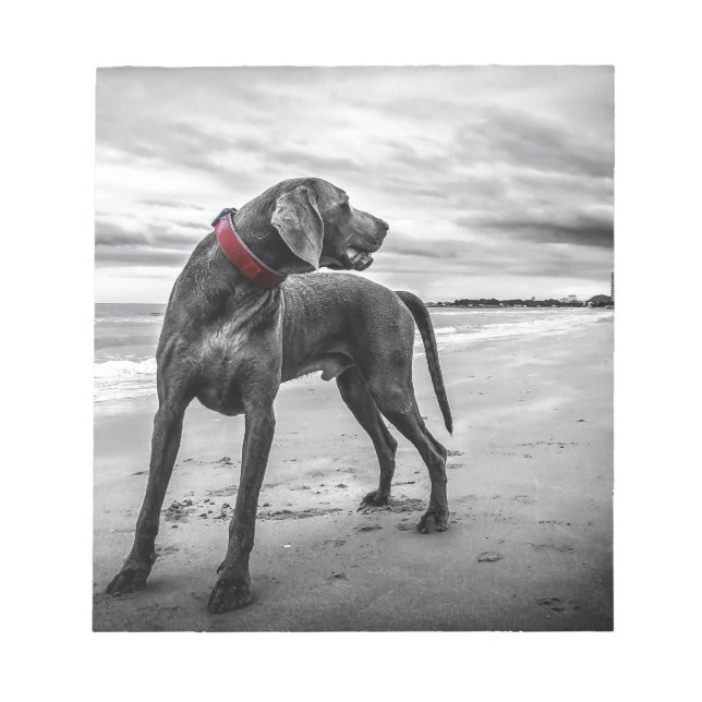 Weimaraner Hund Notizblock (Vorderseite)