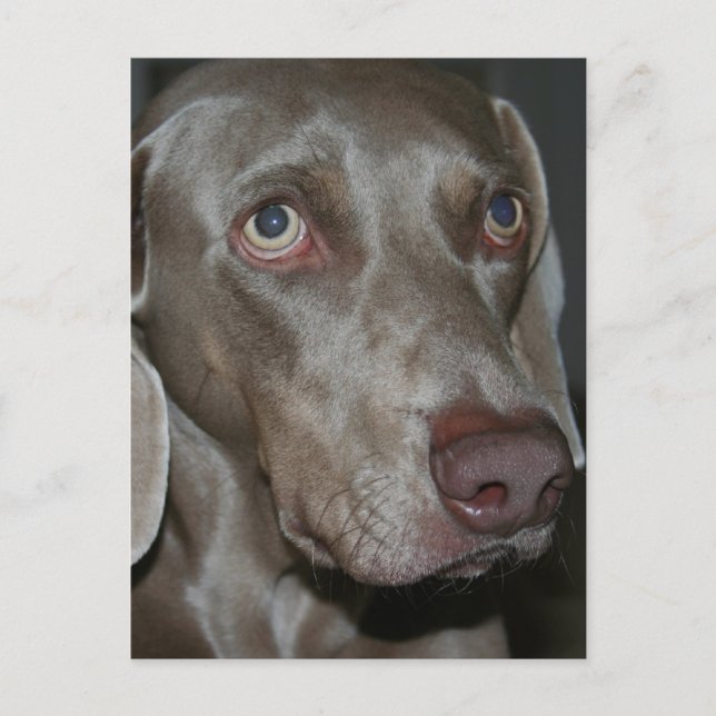 Weimaraner Hund Postkarte (Vorderseite)