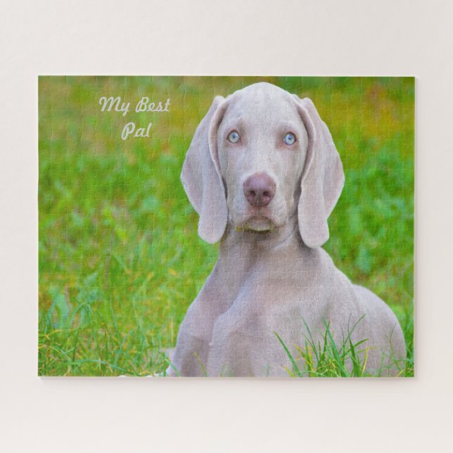 Weimaraner Hund Puzzles. (Horizontal)