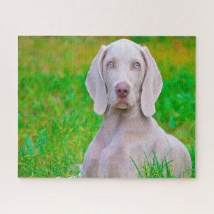 Weimaraner Hund Puzzles.