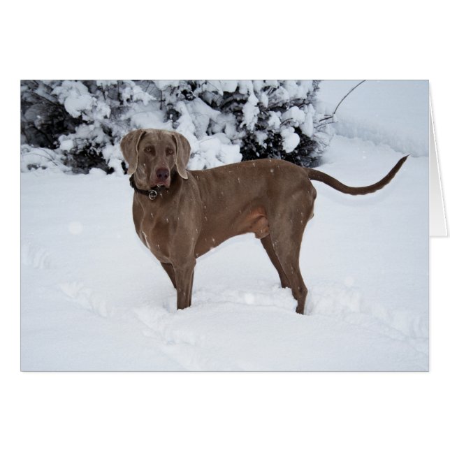 Weimaraner im Winter (Vorderseite (Horizontal))