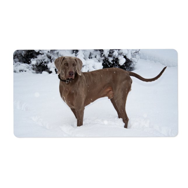 Weimaraner im Winter (Vorne)