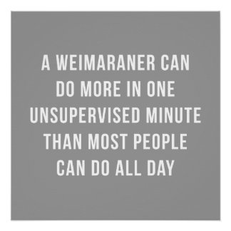 Weimaraner in einem Minute perfekten Poster