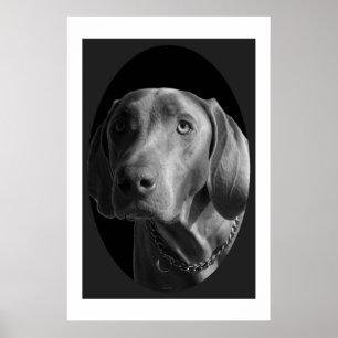 Weimaraner - intensiv (Schwarzes u. Weiß) Poster