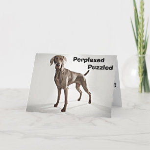 WEIMARANER IST PERPLEXED/PUZZIERT U 40! KARTE