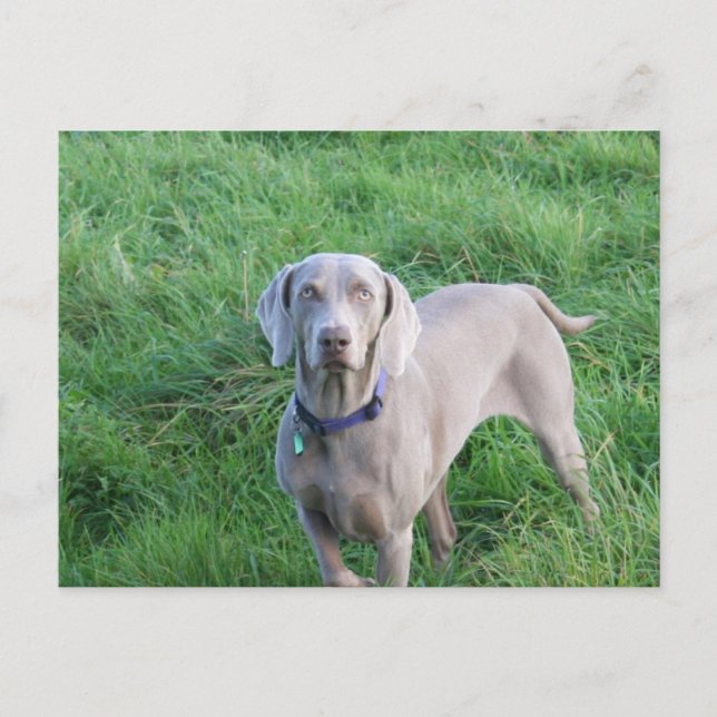 Weimaraner liebt Postkarte (Vorderseite)
