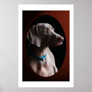 Weimaraner morgens Licht Poster