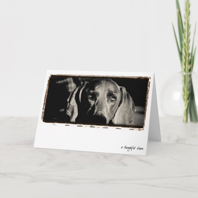 Weimaraner Nation: "Durchdachten Starren " Karte (Vorderseite)