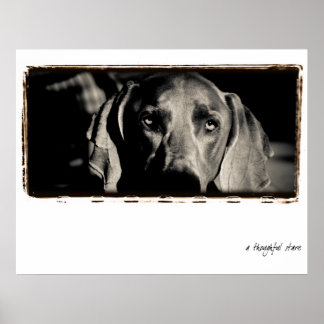 Weimaraner Nation : "Ein nachdenklicher Stare" Poster