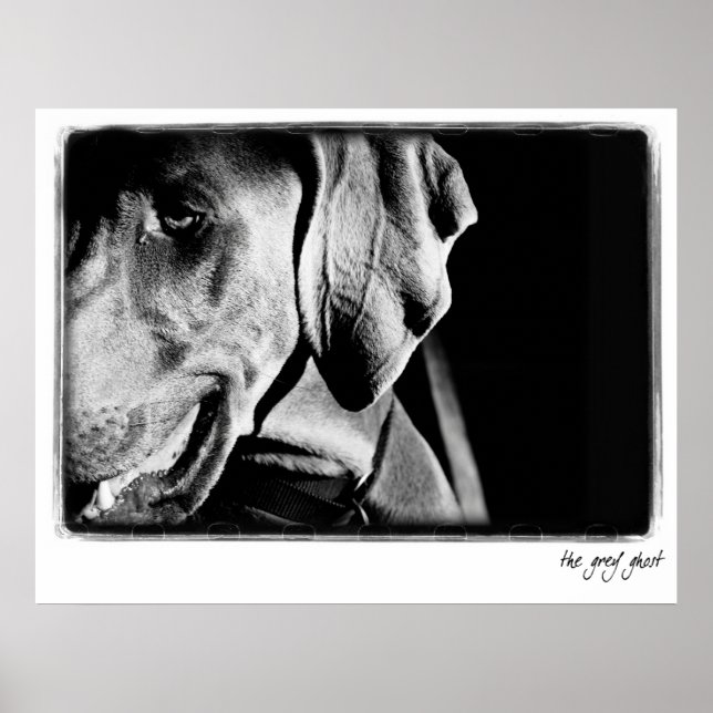 Weimaraner Nation: "The Gray Ghost"-Printwerbung Poster (Vorne)