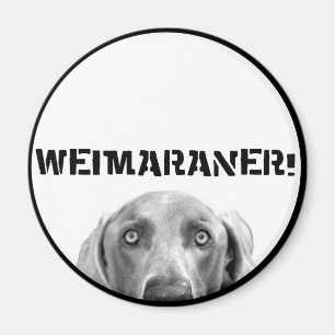 Weimaraner Nation : Weimaraner in einer Kiste! Magnet