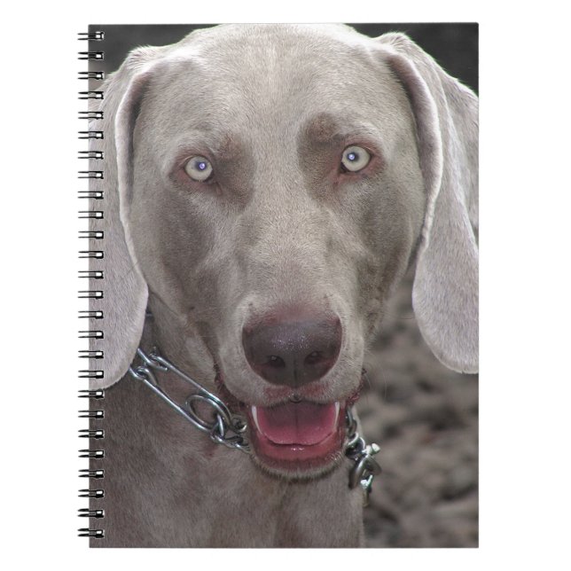 Weimaraner Notizblock (Vorderseite)