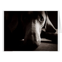 Weimaraner Portrait