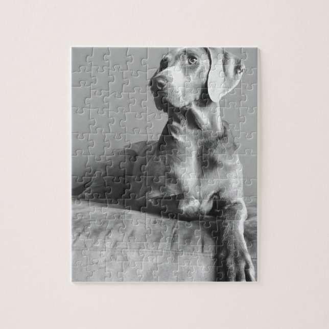 Weimaraner Porträt (Vertikal)