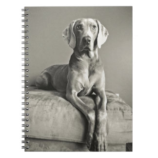 Weimaraner Porträt Notizblock