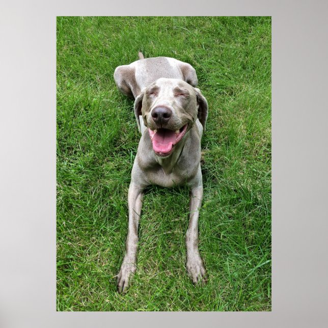 Weimaraner Poster (Vorne)