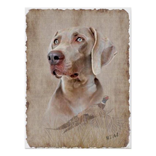 Weimaraner Poster (Vorderseite)