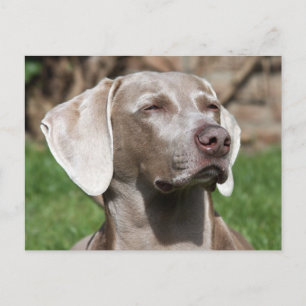 Weimaraner Postkarte