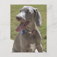 Weimaraner