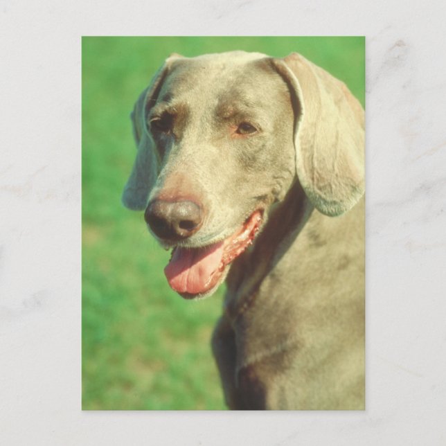 Weimaraner Postkarte (Vorderseite)