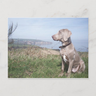 Weimaraner Postkarte
