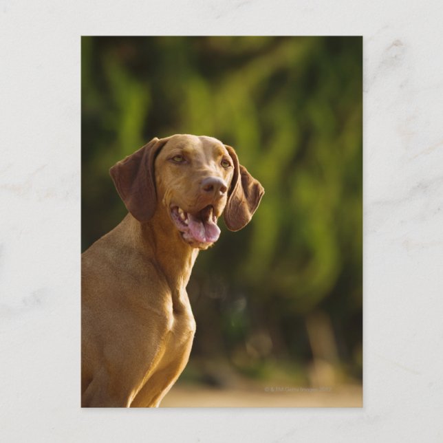 Weimaraner Postkarte (Vorderseite)
