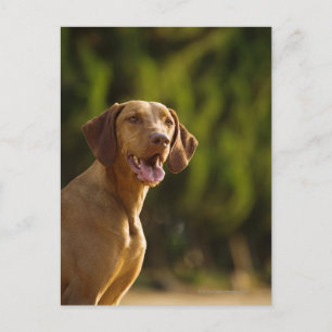 Weimaraner Postkarte
