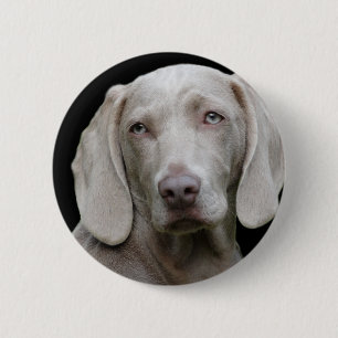 Weimaraner Silver Gray Button