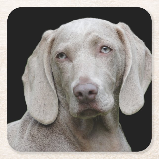 Weimaraner Silver Gray Rechteckiger Pappuntersetzer (Vorderseite)