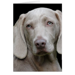 Weimaraner Silver Grey