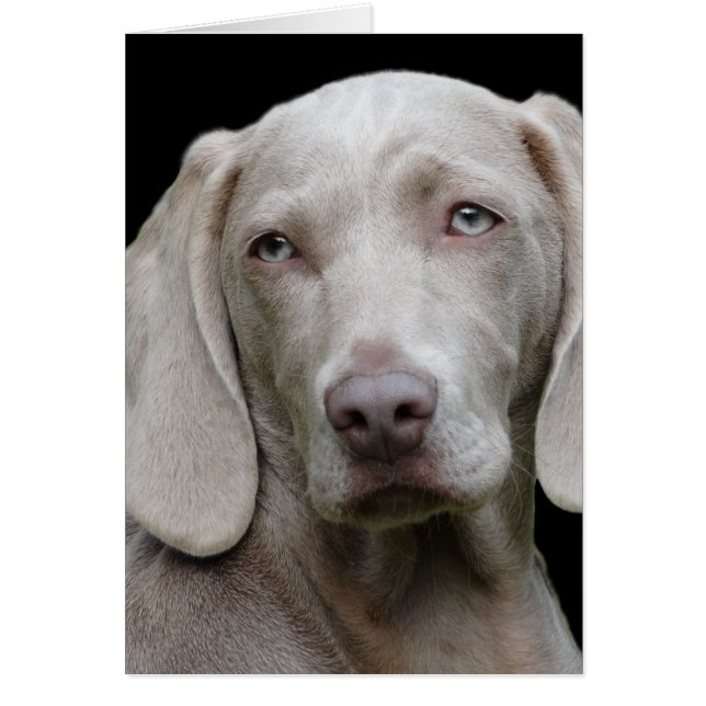 Weimaraner Silver Grey (Devant)